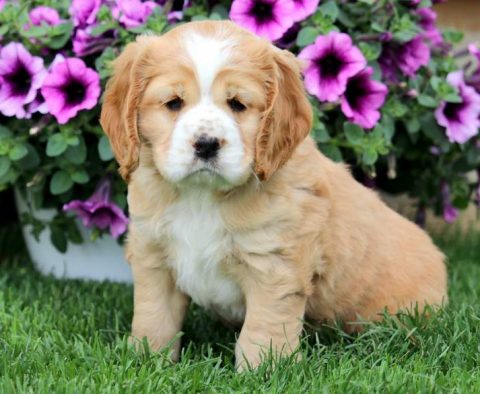 Cocker Spaniel Mix