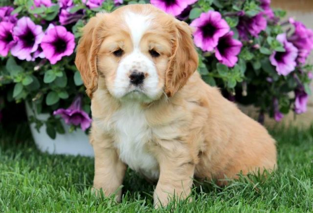 cocker spaniel mix puppies for sale