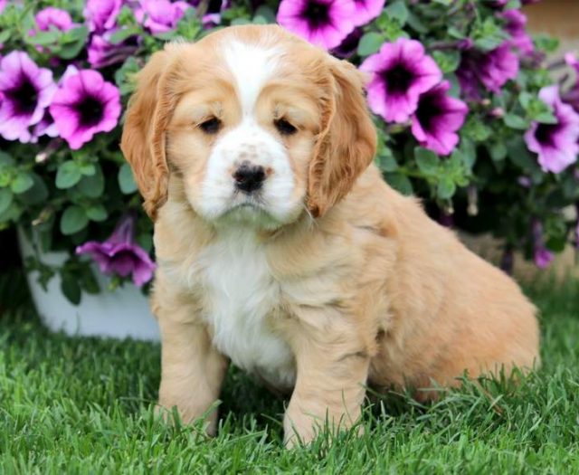 cocker spaniel mix puppies for sale