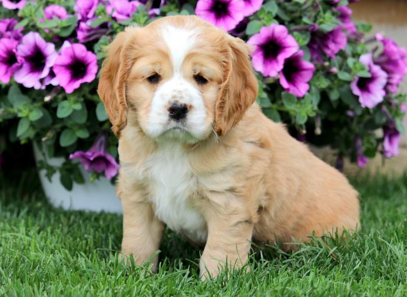 cocker terrier mix