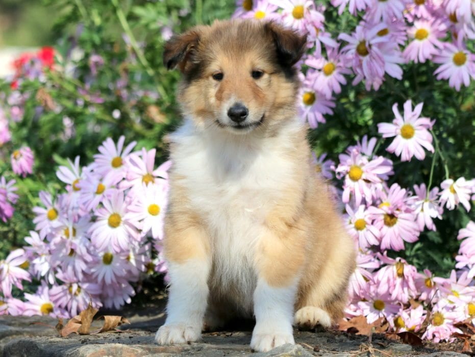 smooth collie puppies for sale