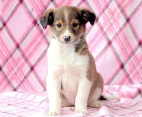 Collie Mix