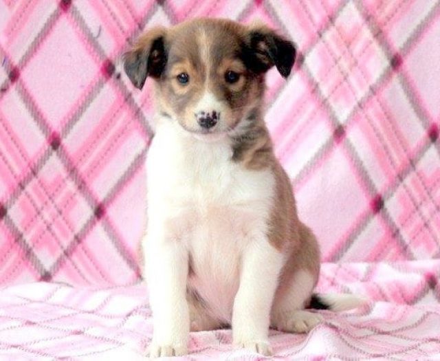  Collie Mix