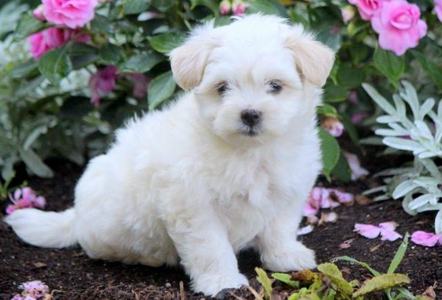 Coton-de-Tulear.jpg