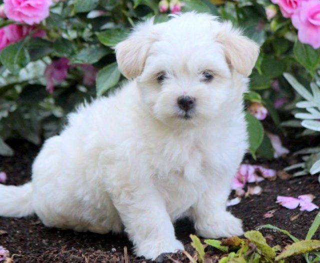  Coton de Tulear