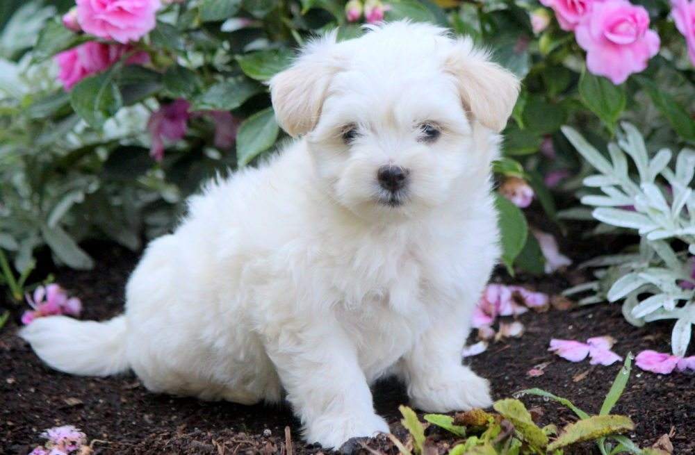 coton de tulear puppies for sale near me