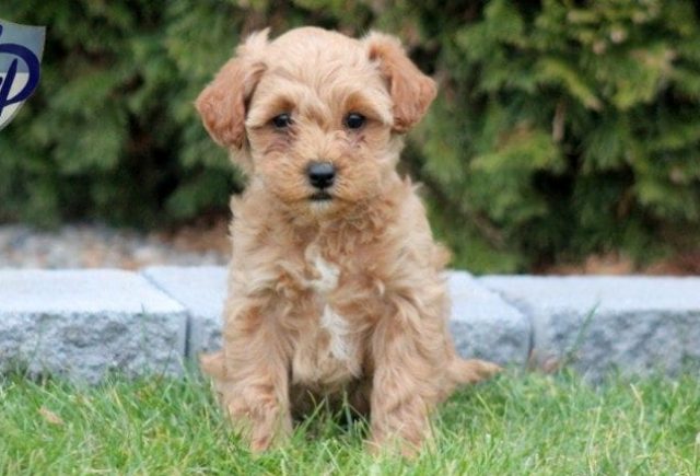 westiepoo puppies near me