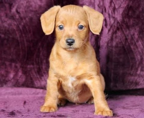 Dachshund Mix