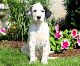 Dalmatian
