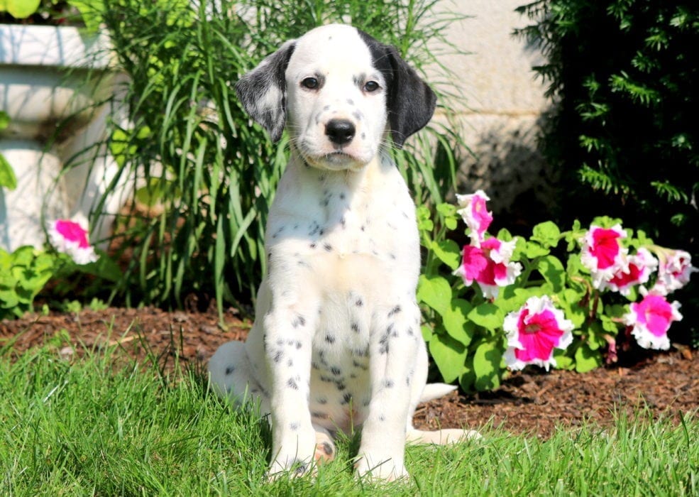 beagle dalmatian mix puppy