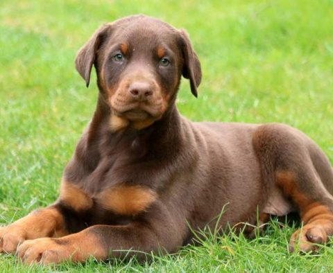 Doberman Pinscher