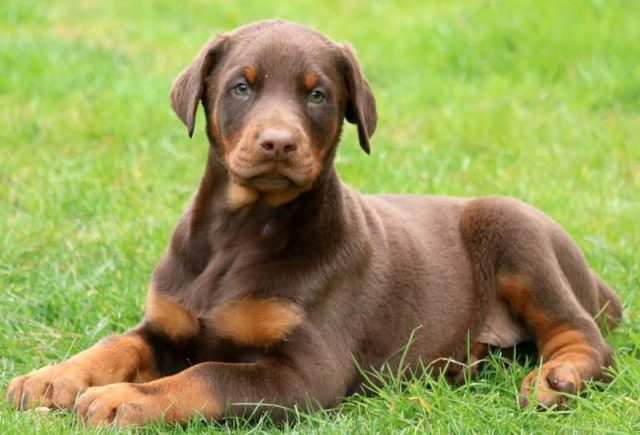 Doberman pinscher puppies for sale