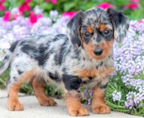 Dorkie