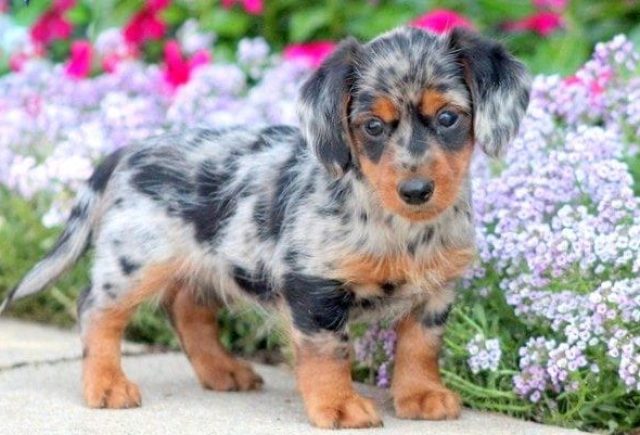 yorkie and dachshund mix for sale