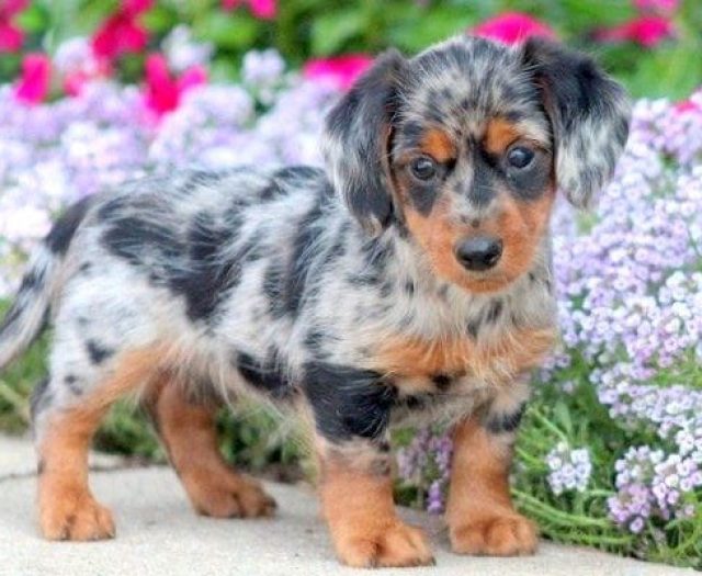 yorkie dachshund puppies