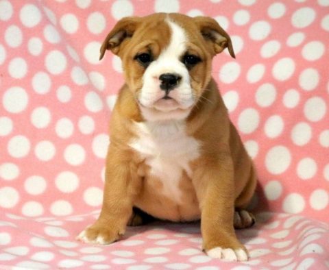 English Bulldog Mix