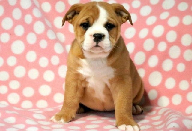 English-Bulldog-Mix.jpg