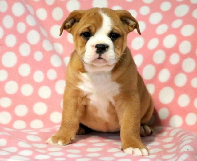 English Bulldog Mix