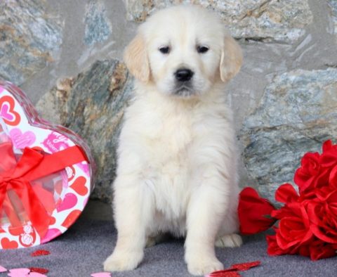 English Cream Golden Retriever