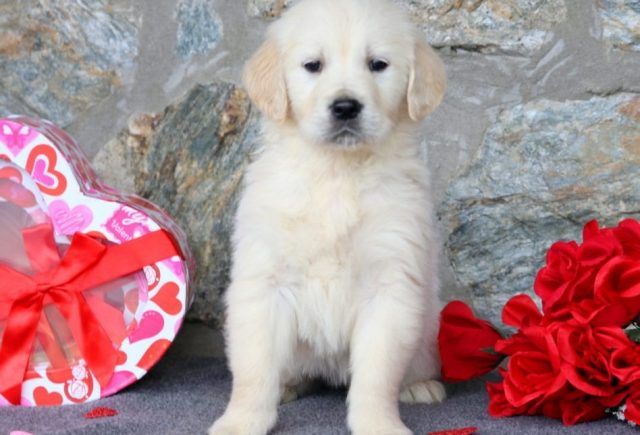 English Cream Golden Retriever Puppies for Sale