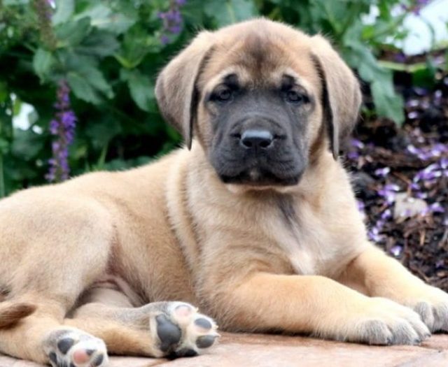 Mastiff - English