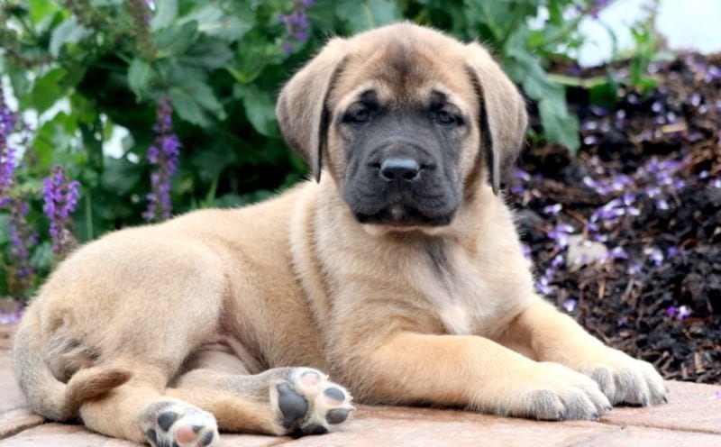 mastiff puppies for sale