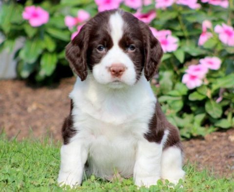 English Springer Spaniel