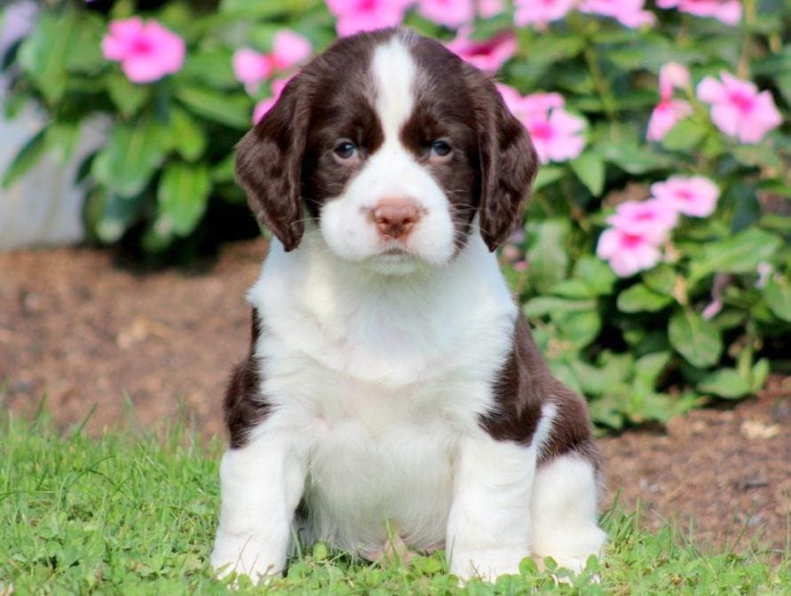 miniature springer spaniel