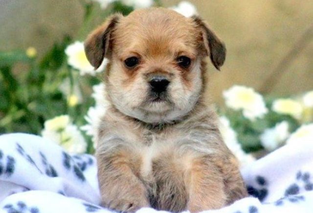 poodle mixed with french bulldog