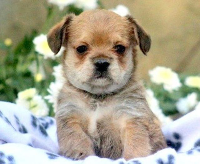 golden retriever mix bulldog