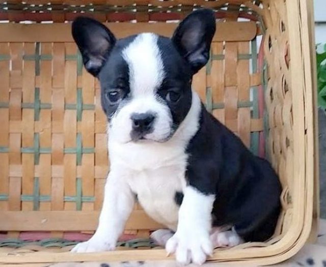 frenchton puppies for sale