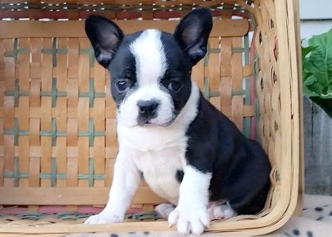 frenchton puppies for sale