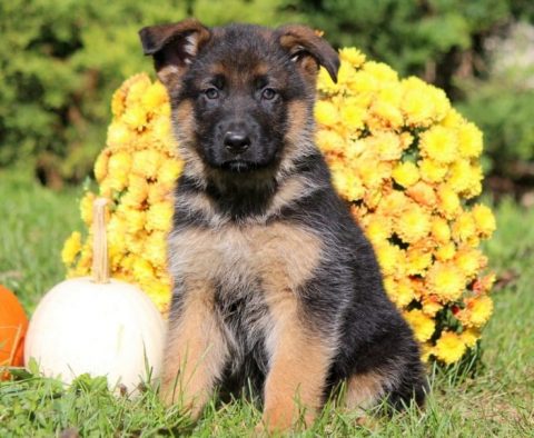 German Shepherd