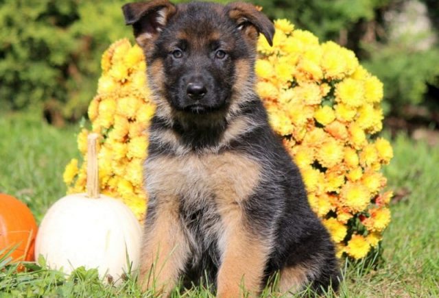 German Shepherd Puppies for Sale