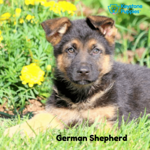 German-Shephard-Dog-healthy-responsibly-bred-Pennsylvania