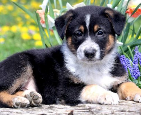 German Shepherd Mix