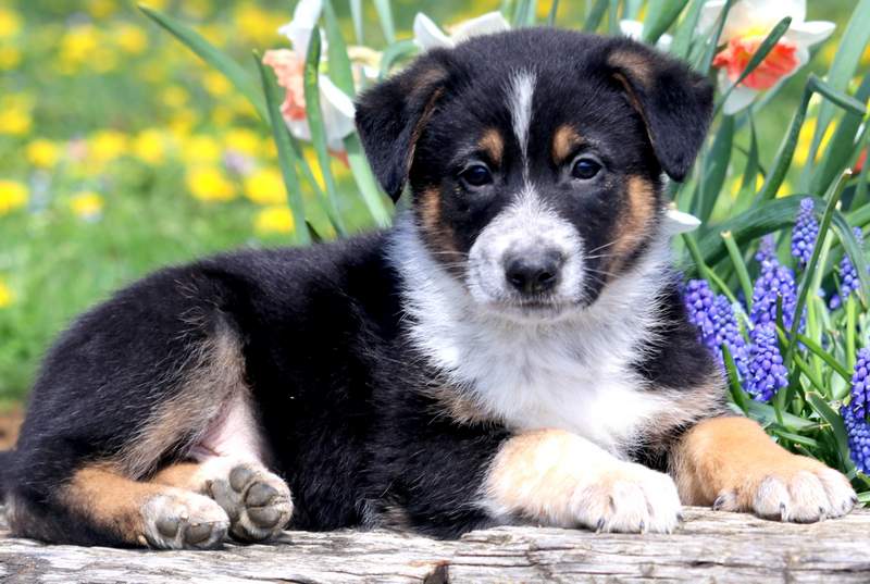 german shepherd pomeranian mix price