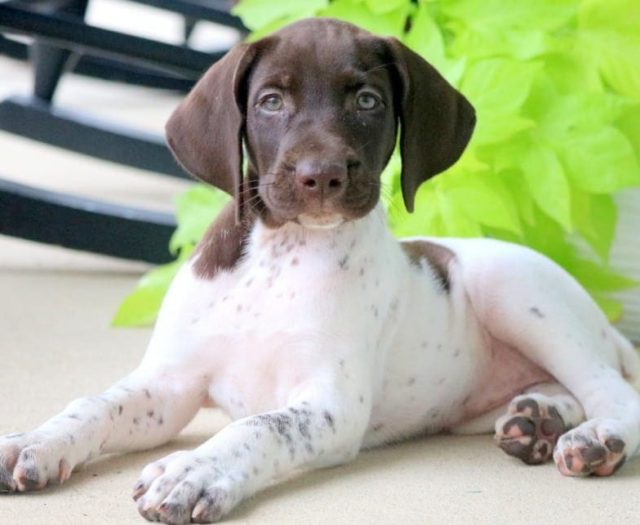 German Shorthaired Pointer