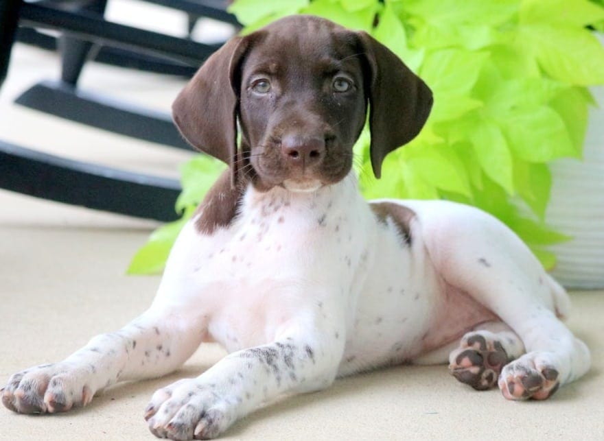 German Shorthaired Pointer Puppies For Sale | Puppy Adoption | Keystone