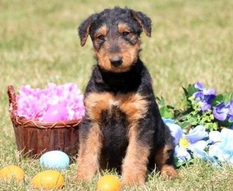 Airedale Terrier