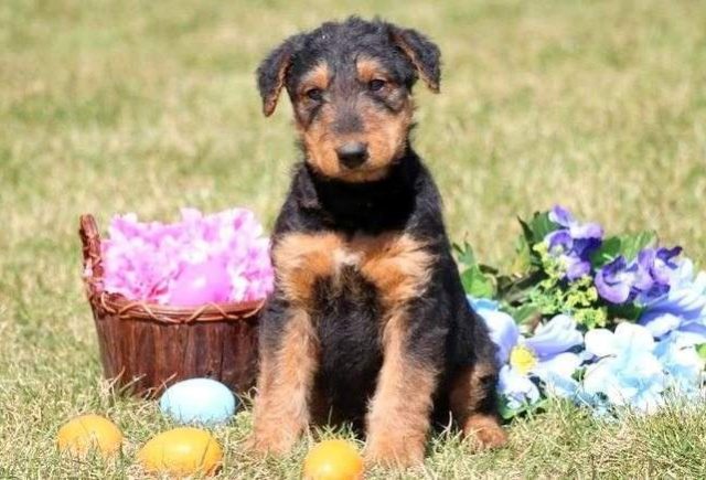 airedale terrier puppies for sale