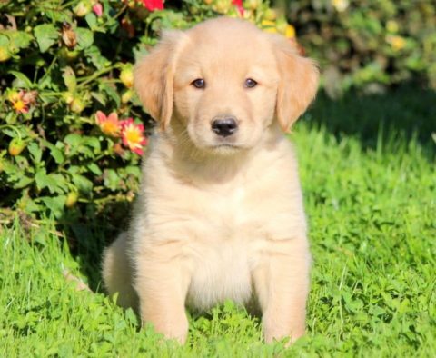 Golden Labrador Retriever