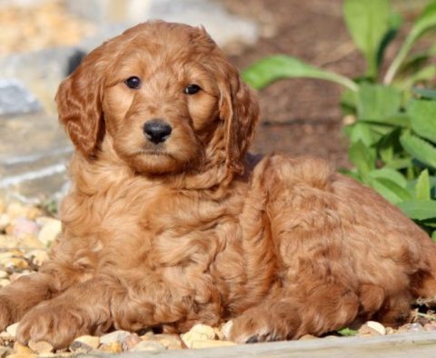 Goldendoodle