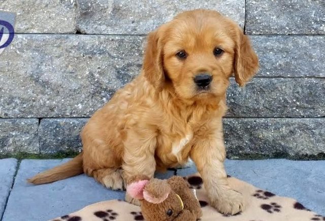 Goldie-Petite-Golden-Ret-retake1.jpg