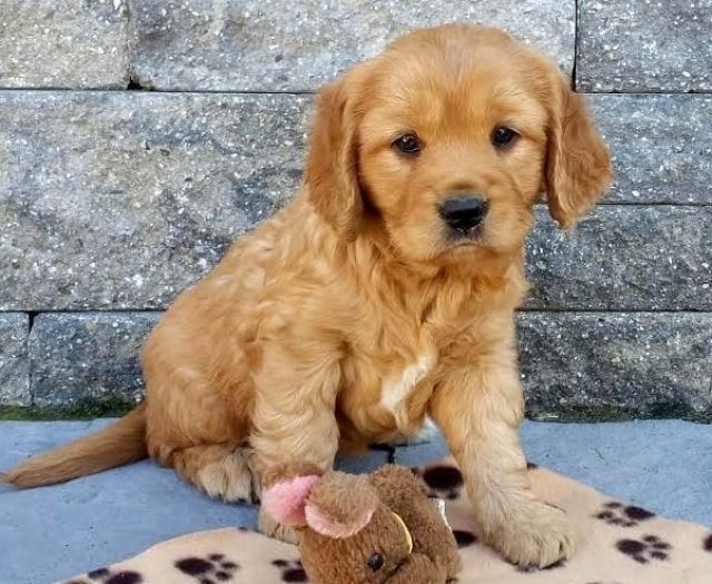  Golden Retriever - Petite