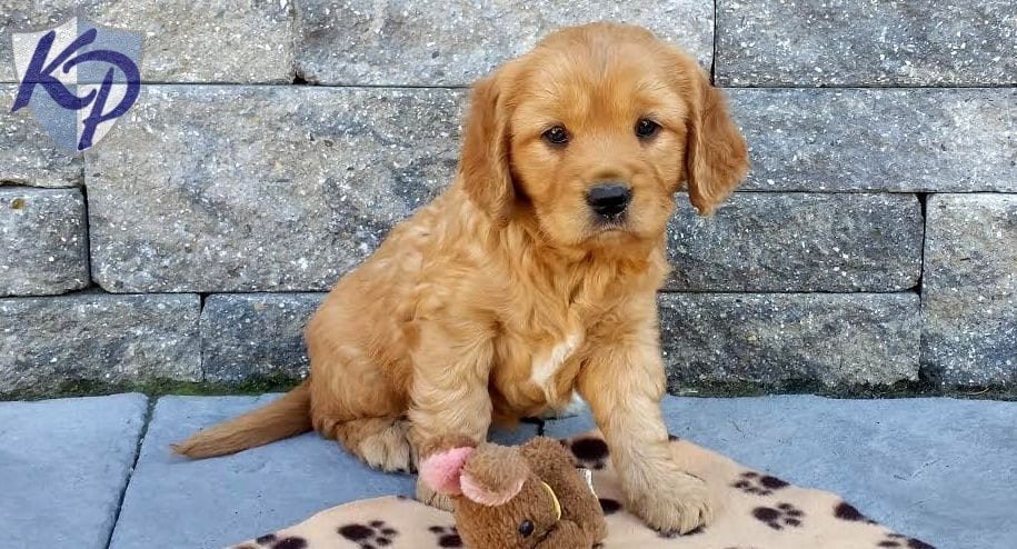 Golden Retriever - Petite Puppies For Sale | Puppy ...