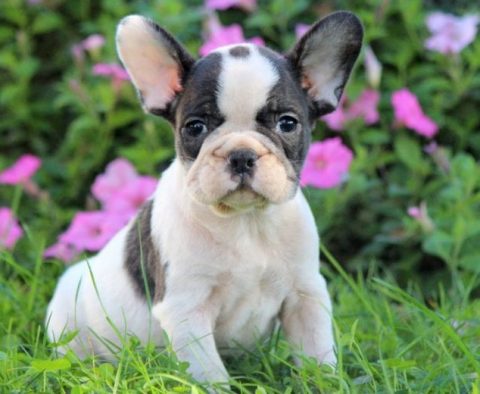 French Bulldog