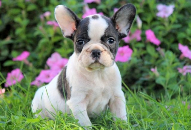 french bulldog puppies for sale