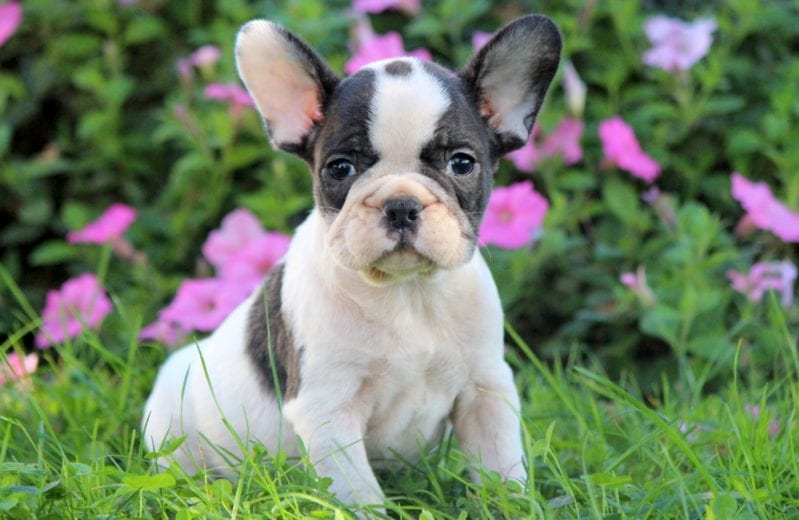 french bulldog newfoundland