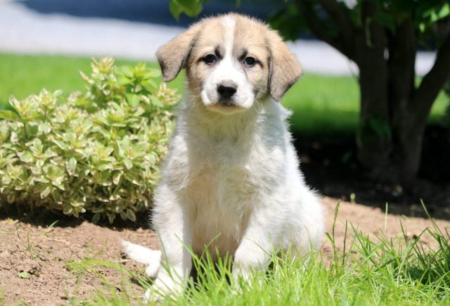 Great-Pyrenees-Mix.jpg